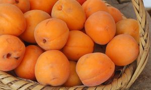 Априкопита
