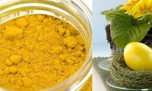 Красим пасхальные яйца в отваре из куркумы